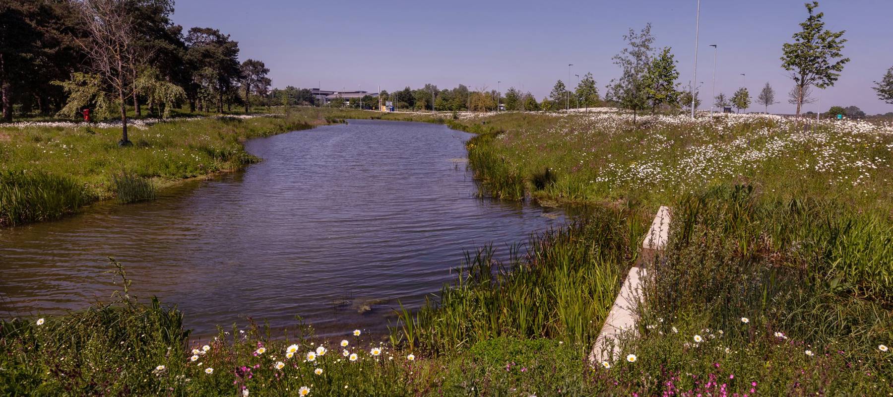 Wild flowers and lake | Waterbeach | Cala Homes for sale Cambridgeshire